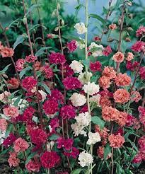 Double Mixed Clarkia Annual Flower Seeds Annual Flowers Flower Seeds Outdoor Flowers