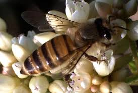 Many people buy honey of bigger bees regularly however they are not willing to keep them in their farm or garden because of the aggressive nature. Asian Honey Bee Apis Cerana