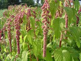 Image result for Amaranthus caudatus