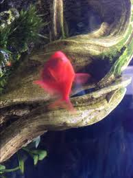I couldn't get all of the food out and the fish ended up eating it. Betta Just Died We Think Of Dropsy Concerned About Other Fish Reef2reef Saltwater And Reef Aquarium Forum