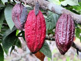 Cacao Chocolat Et Produits Derives