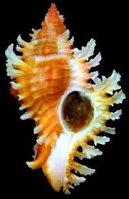 Pin By Sheila A Wyatt On Morskie Rakoviny In 2020 Sea Shells Shells Sea