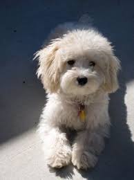 Pin On Maltipoo Haircuts