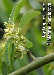 Image result for Olax aschersoniana
