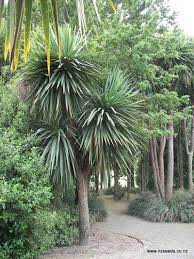 Cordyline Australis Tropical Garden Plants Architectural Plants Tropical Plants Uk