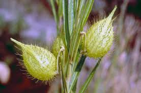 Image result for Gomphocarpus fruticosus