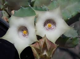 Image result for Huernia verekeri