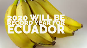 Lo podras ver en vivo por jeinz macias. Ecuador Is On Track To Set A New Banana Export Record Produce Blue Book