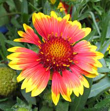 Pin On Wonder Of Plants