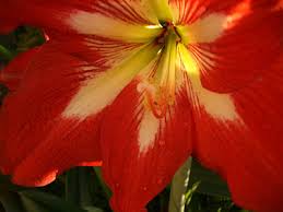 Image result for Hippeastrum sp. cultivars