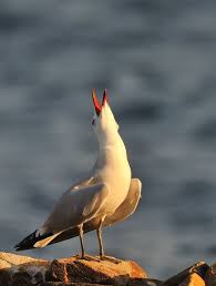 Prediligi il miglio bianco per gli uccelli che mangiano a terra. Asinara Il Paradiso Degli Uccelli Corriere It