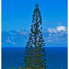 Image result for Araucaria columnaris