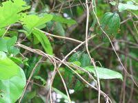 Image result for Ritchiea