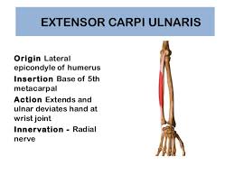 Lateral epicondyle of humerus via a thin tendinous slip to common extensor tendon insertion: Extensor Carpi Ulnaris Origin Insertion Nerve Supply Action How To Relief