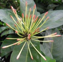 Image result for Ixora brachypoda