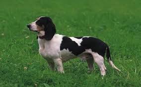 You can animate that story by creating a personalized schweizer laufhund book! All About Schweizerischer Niederlaufhund Origin Behavior Trainability Puppy Price Health Facts