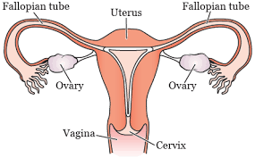 Pooping after having a hysterectomy isn't that bad, but it's also not good. About Your Total Abdominal Hysterectomy And Other Gynecologic Surgeries Memorial Sloan Kettering Cancer Center