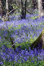 It S Bluebell Season In Devon Woodland Flowers Bluebells Wild Flowers