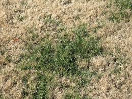 Louis area zoysia grass turns tan or brown in the fall and does not green up until spring besides leaving piles of soil and making mowing difficult, they kill areas of grass and chew the roots. Lawn Problems Zoysia Grass