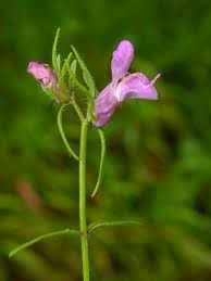 Image result for Misopates