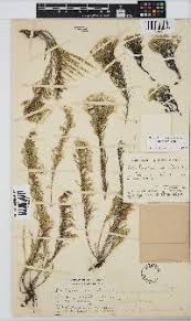 Image result for Droguetia ambigua