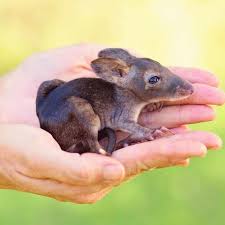 500 Million Animals Lost In Australian Bushfires In 2019 Rare Animals Australian Mammals Australia Animals