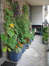 If Your Building Doesn T Have A Backyard Or If You Are Just One Of The Unlucky Tenants Without Access To It You Can Small Space Gardening Patio Garden Plants