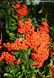 Image result for Pyracantha coccinea red column