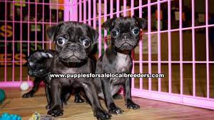See more ideas about pug puppies, pugs, pug art. Puppies For Sale Local Breeders Black Pug Puppies For Sale Georgia At Lawrenceville Puppies For Sale Local Breeders