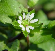 Image result for Stellaria