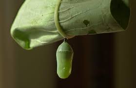 Males will have undeveloped testes located in the 6th abdominal segment, dorsal to the gut. Opinion The Last Butterfly The New York Times