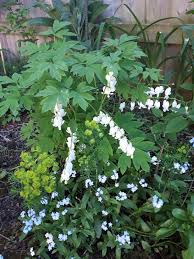 Image result for Dicentra spectabilis alba