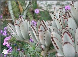 Species Spotlight Colorful Kalanchoe Care The Succulent Eclectic Succulents Plants Unusual Plants