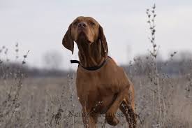 Image result for maďarský krátkosrstý ohař