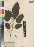 Image result for Acalypha welwitschiana