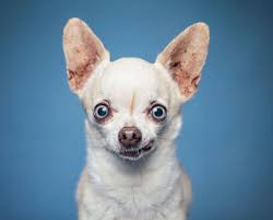 We need to do something or there will be more chihuahuas in shelters. 7 Chihuahua Pros And Cons Ollie Blogs