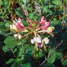Image result for Lonicera