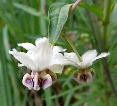 Image result for Gomphocarpus fruticosus