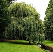 Intrakeluarga mereka sementara imej pokok memberi gambaran tentang pengalaman hubungan. Pokok Janda Merana Dalam Bahasa Bluebell Skincare Facebook