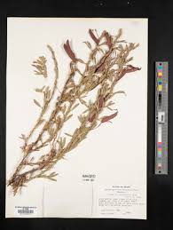 Image result for Chamaecrista fenarolii