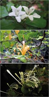 Image result for Turraea robusta