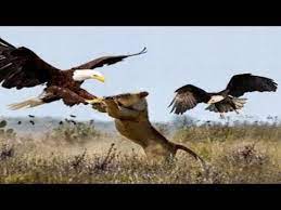 Foto hd elang vs harimau gatot brajamusti koleksi harimau diawetkan dan elang sejak 3 tahun lalu beruang grizly vs serigala salju 5 one way to be wild one. Foto Hd Elang Vs Harimau 1040 Gambar Burung Elang Dan Harimau Terbaik Gambar Hewan Video Pertarungan Singa Vs Burung Elang Christi Maddox