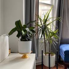 We did not find results for: Best Plant Nurseries Near Me August 2021 Find Nearby Plant Nurseries Reviews Yelp