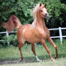 الكويت للخيل مربط فرسان الصحراء ضحك السعودية قصيد خيل فرس شعر خواطر فيديو وناسه تصاميم ابداع جديد مهر مهره حصان