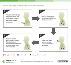Schuld seien nach wie vor nicht die vakzine, sondern vorerkrankungen, alter, zufall. Impfungen Fur Babys Kinder Alles Uber Den Schutz Vor Infektionskrankheiten