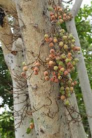 Image result for Ficus sycomorus