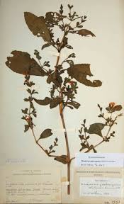 Image result for Duosperma quadrangulare