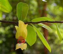 Image result for Monodora junodii