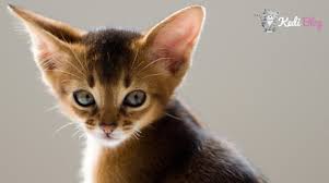 Kedilerde Gorulen Kulak Hastaliklari Ve Cozumleri Kedi Blog
