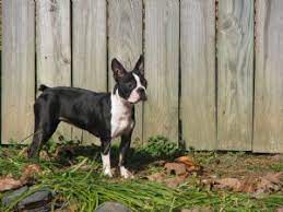 Our goal is to continue the integrity of the breed and provide healthy puppies to. Boston Terrier Puppies In Arkansas